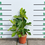 Figovník (ficus carica) ´LITTLE MISS FIGGY´® - výška 40-50 cm, kont. C2L/C3L